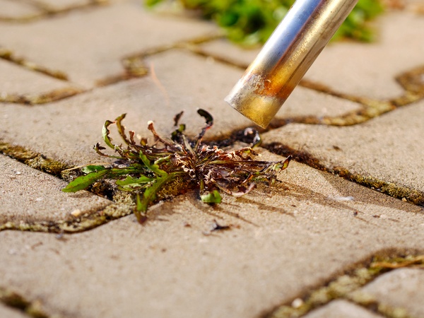 Thermal weeder in a garden