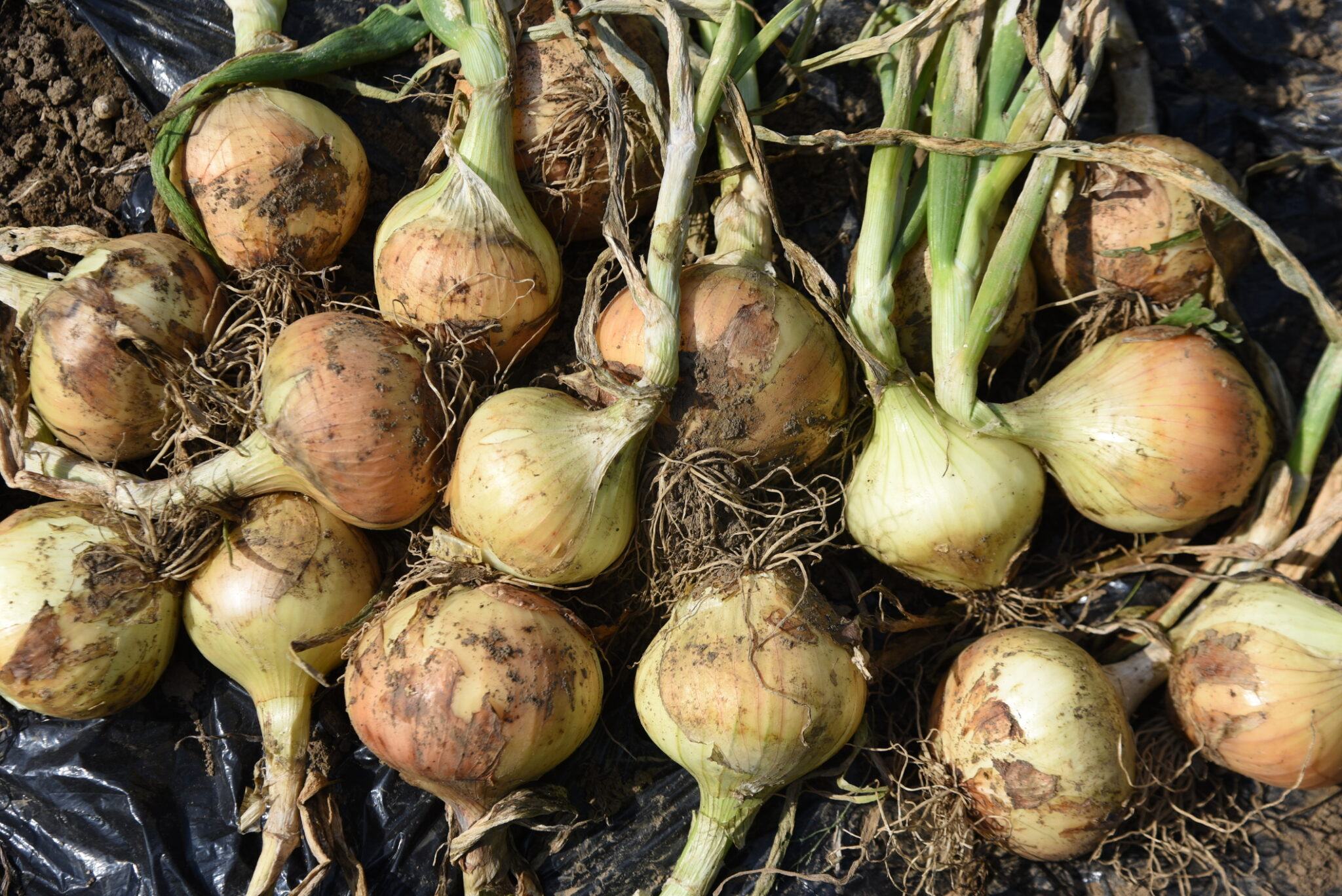 How To Grow Onions From Bulbs A Guide To Growing Onions