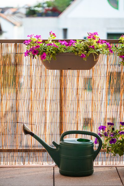 Summer balcony gardening with bamboo screening and petunia flowers