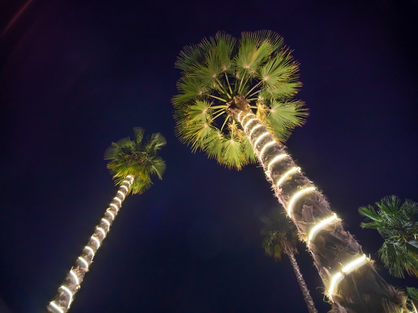 Led lighting rope wrapped around tree trunks