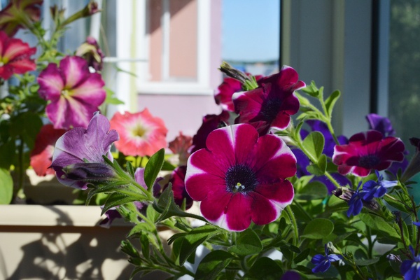 Small garden on the balcony with colorful petunia flowers in summer