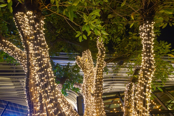 Decorative outdoor string lights hanging on tree in the garden at night time