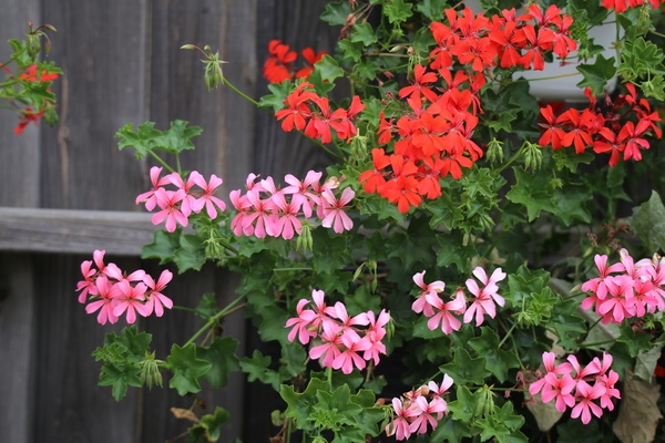 Flowering Geraniums on a balcony