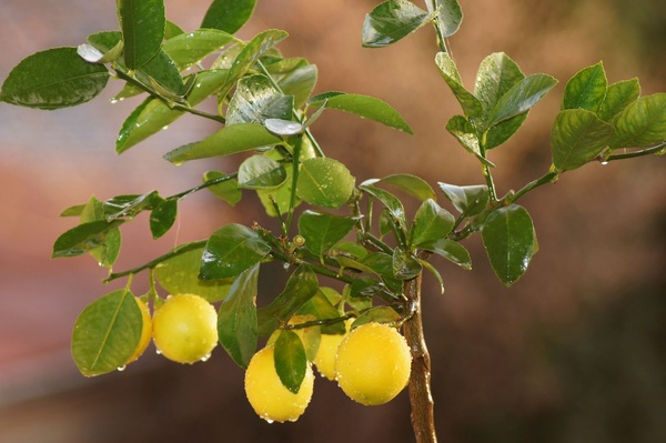 Lemon tree with yellow fruit