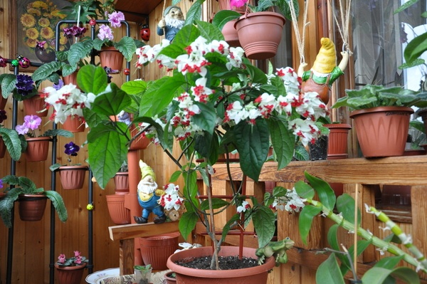 Flower arrangement on the balcony