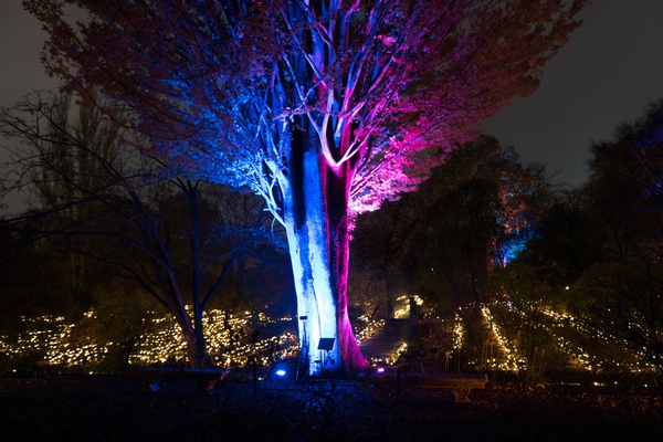 Coloured spot lights uplighting a tree