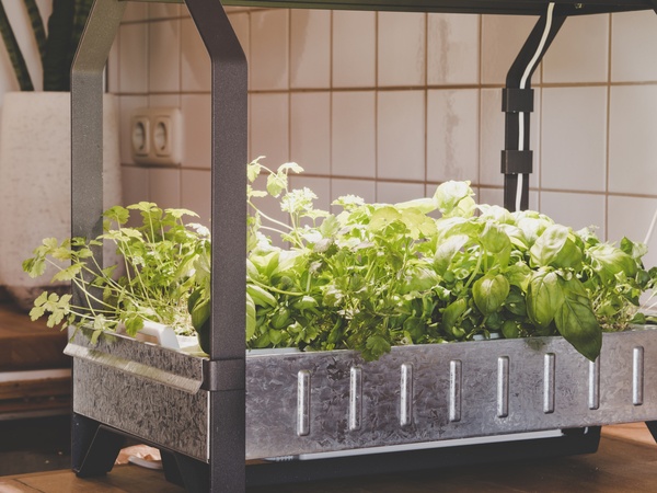 Hydroponic garden in kitchen