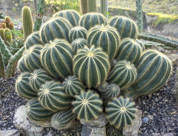 Parodia Magnifica cactus