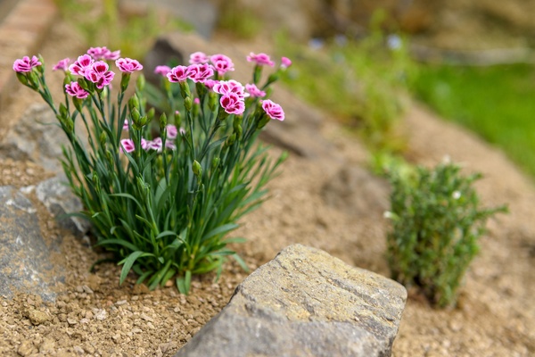 Pink Dianthus alpine flower planted in a rockery garden. 