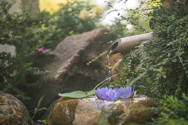 Beautiful zen garden with lotus flower and bamboo fountain on nature background