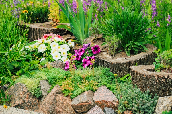 Alpine style flower bed with stones and succulents.