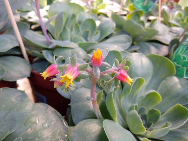 Echeveria secunda var. glauca