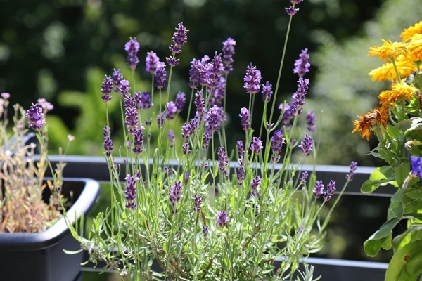 Lavender on balcony