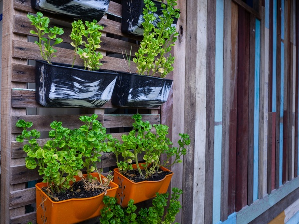 Small green purple and different color leafy plant pots hanging wooden wall