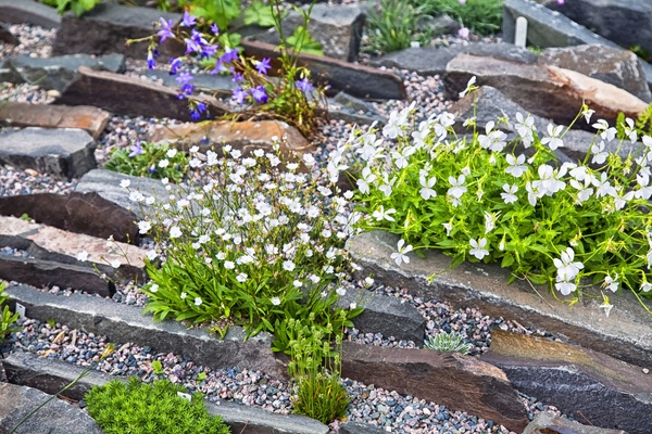 A crevice rock garden with alpine plants