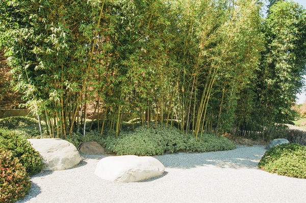 Bamboo Forest in Japanese Style Garden