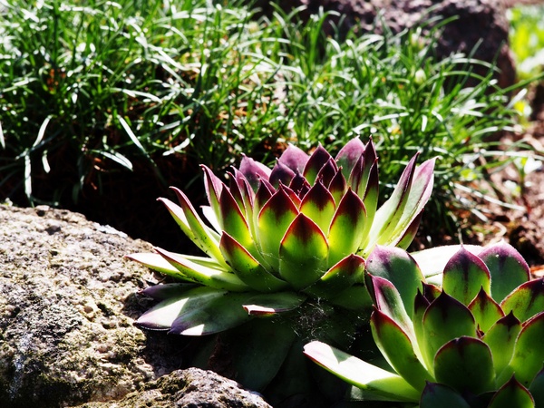 Sempervivum Tectorum in a rock garden