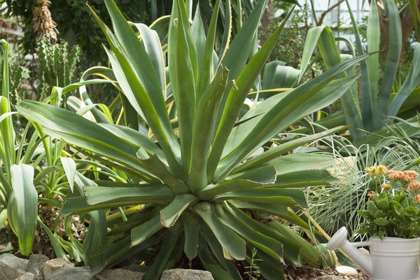 Agave americana in a garden