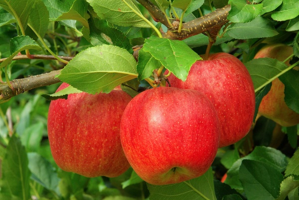 Red apples ready to harvest on a tree