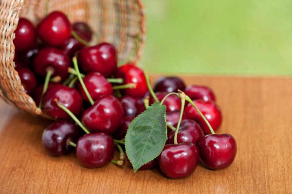 Red Ripe Cherries spilling from basket on a wood table