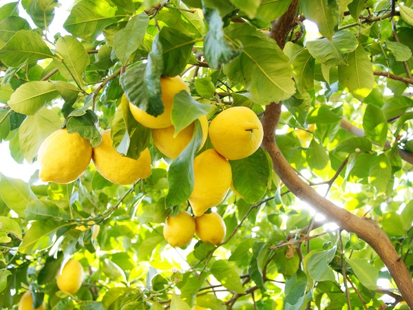 Lemon tree full of fruits