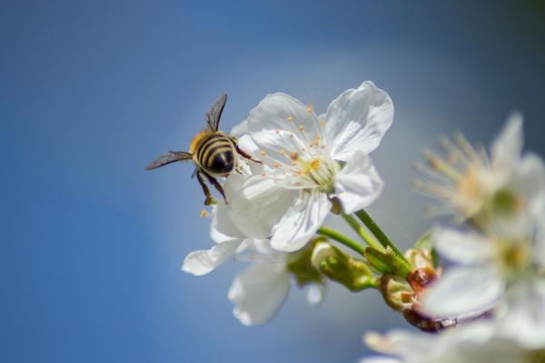 Bee insect collects pollen of blooming flowers, fruit tree blossoms, springtime workers in the nature, outdoors