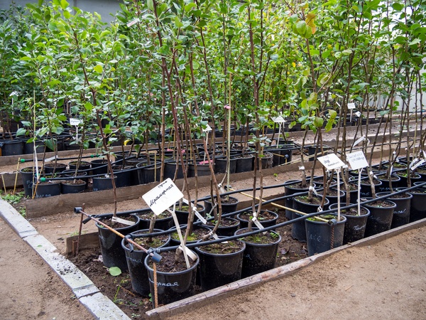 Growing tree seedlings in a fruit nursery