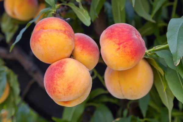 Sweet peach fruits growing from a tree branch