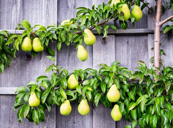 Espalier pear tree growing along a fence