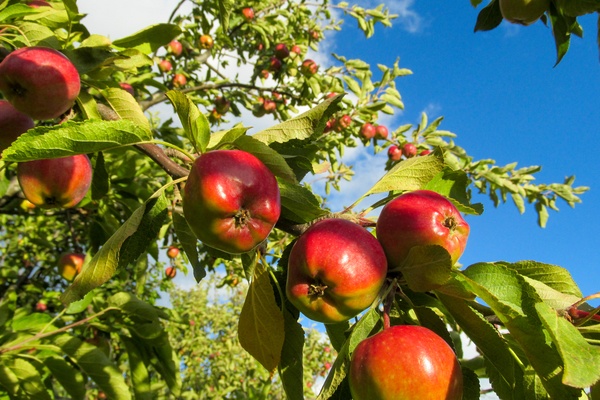 Red apples growing on a tree