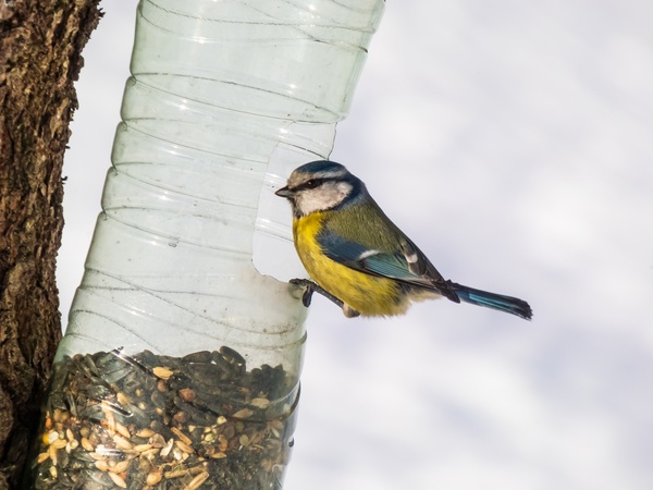 Blue tit perching on a DIY easy bird feeder