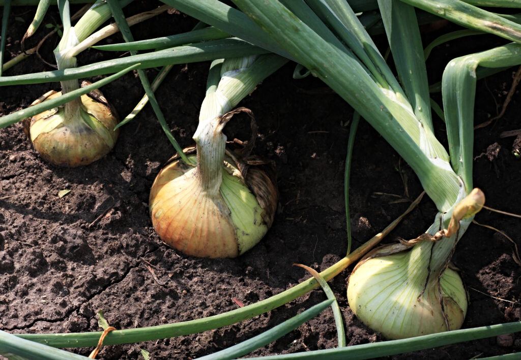 Onions growing in a garden in the sunshine