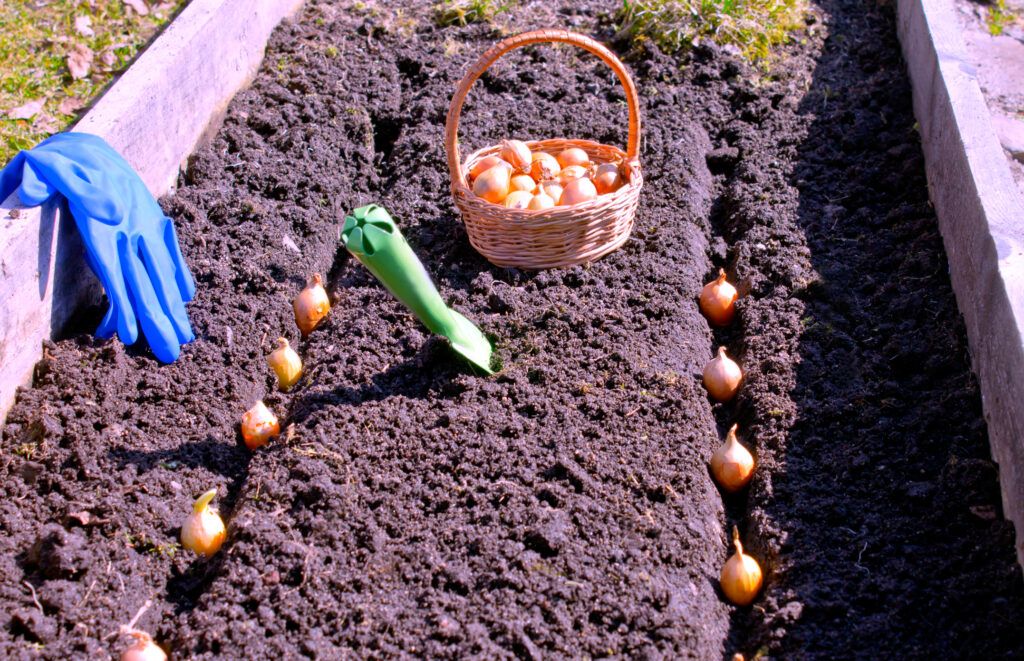 Planting onion bulbs in rows in a bed