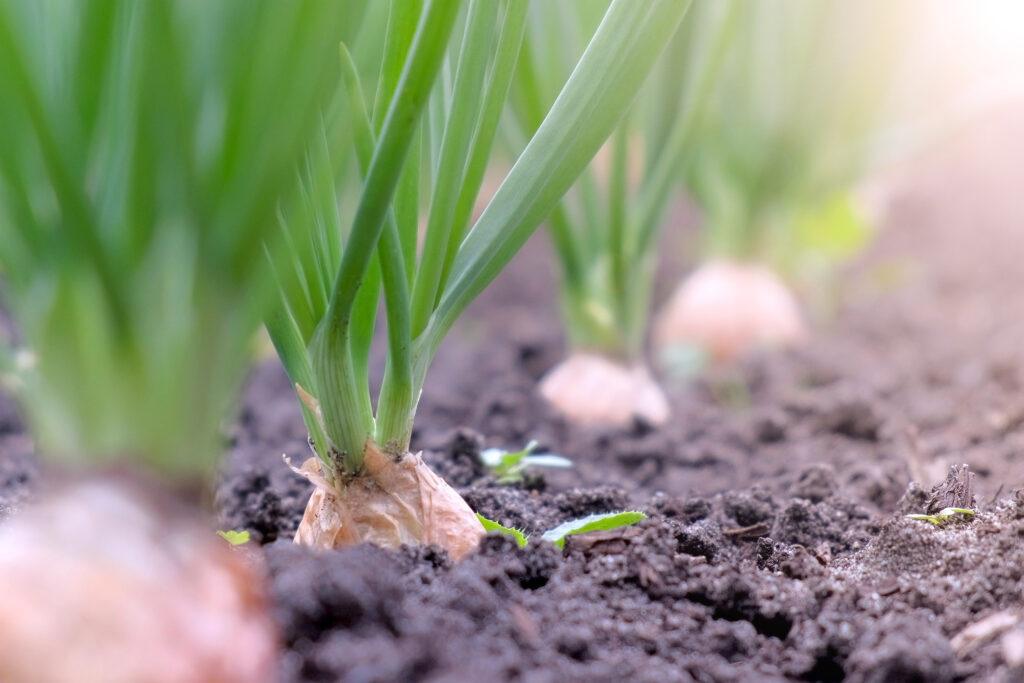 Onions growing in a garden