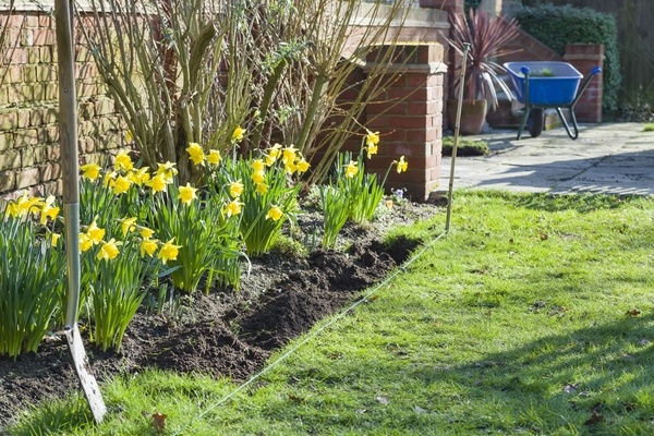 Daffodils in the sunshine, growing in a garden border