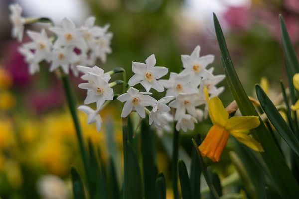 White and yellow daffodil flowers growing in a garden