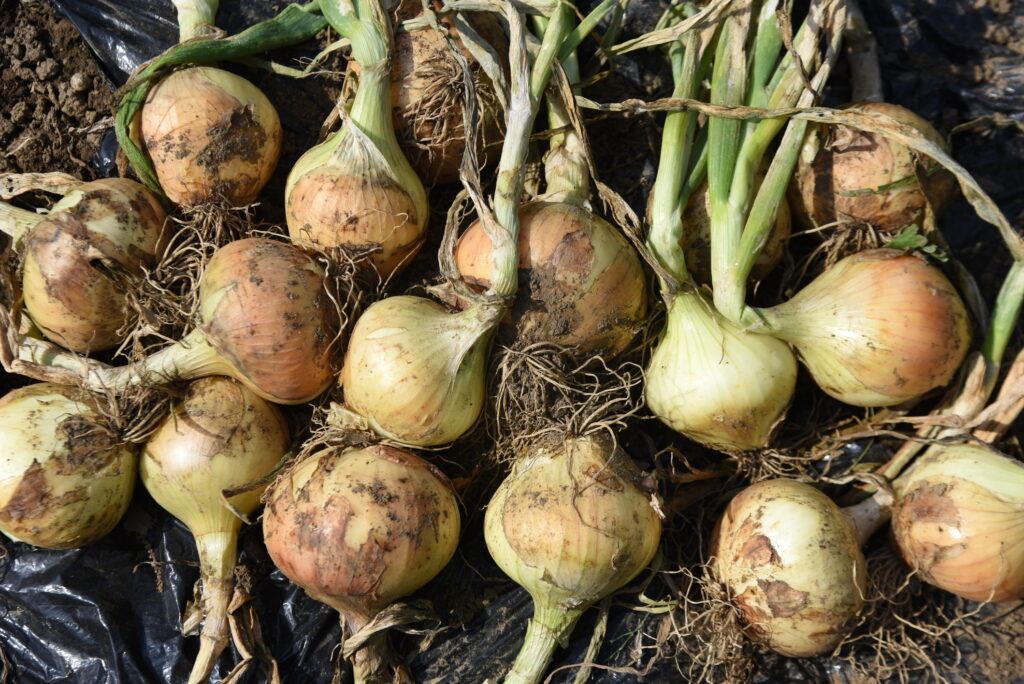 Freshly harvested onions from the ground