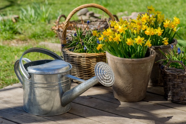 Daffodils in a pot on a sunny day in spring