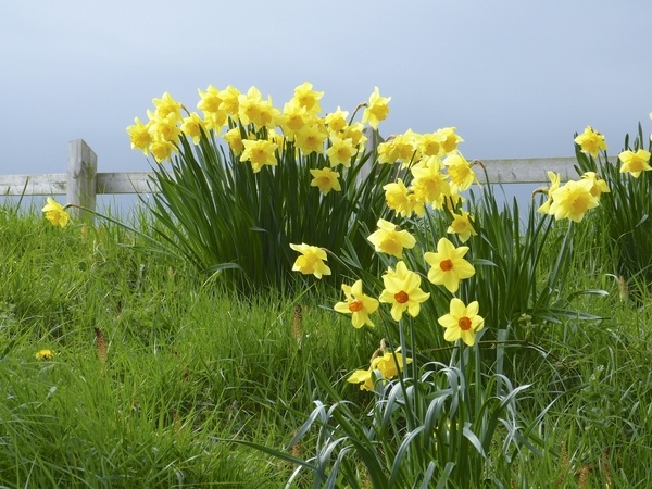 Yellow Daffodil flowers growing on a grassy hill