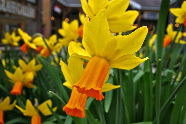 Bright yellow trumpet daffodils in the sunshine