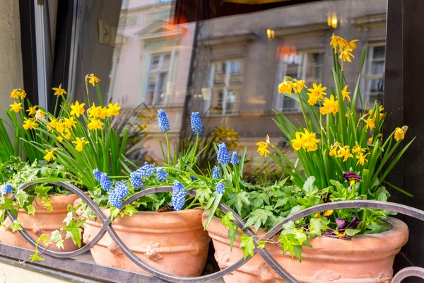 Spring flowers in a cafe window display