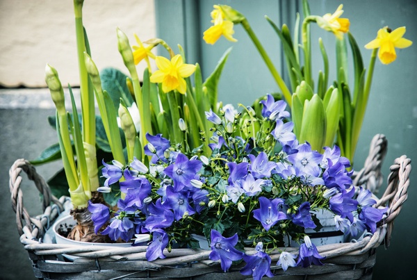 Spring flowers in a basket display