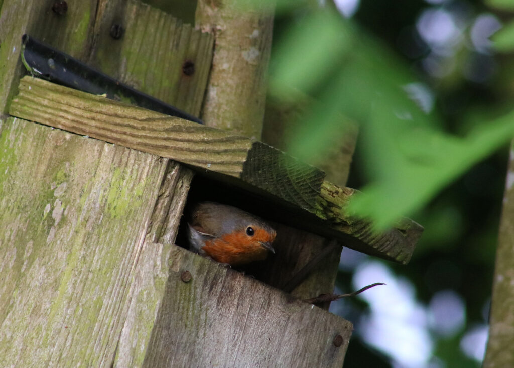 A robin peeks out of the opening in a wooden nest box amongst the trees