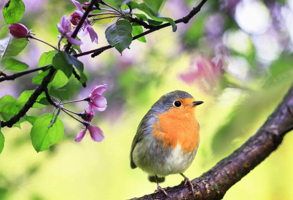 A robin sitting in the garden in spring, on a branch of a flowering apple tree with pink bright fragrant buds