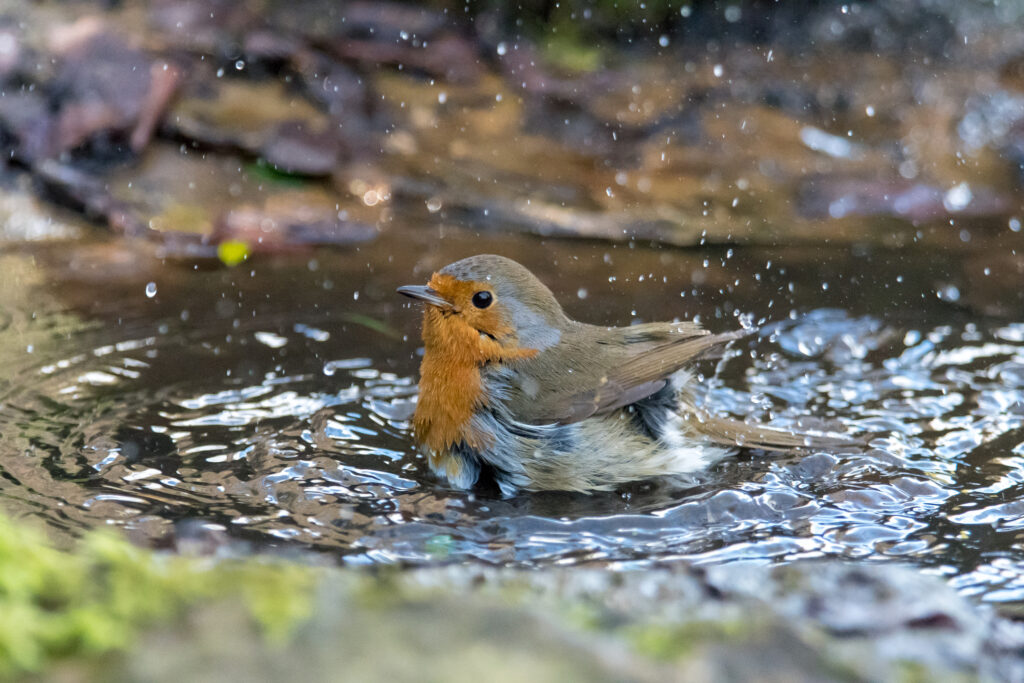 A robin splashing water around while using a puddle as a bird bath
