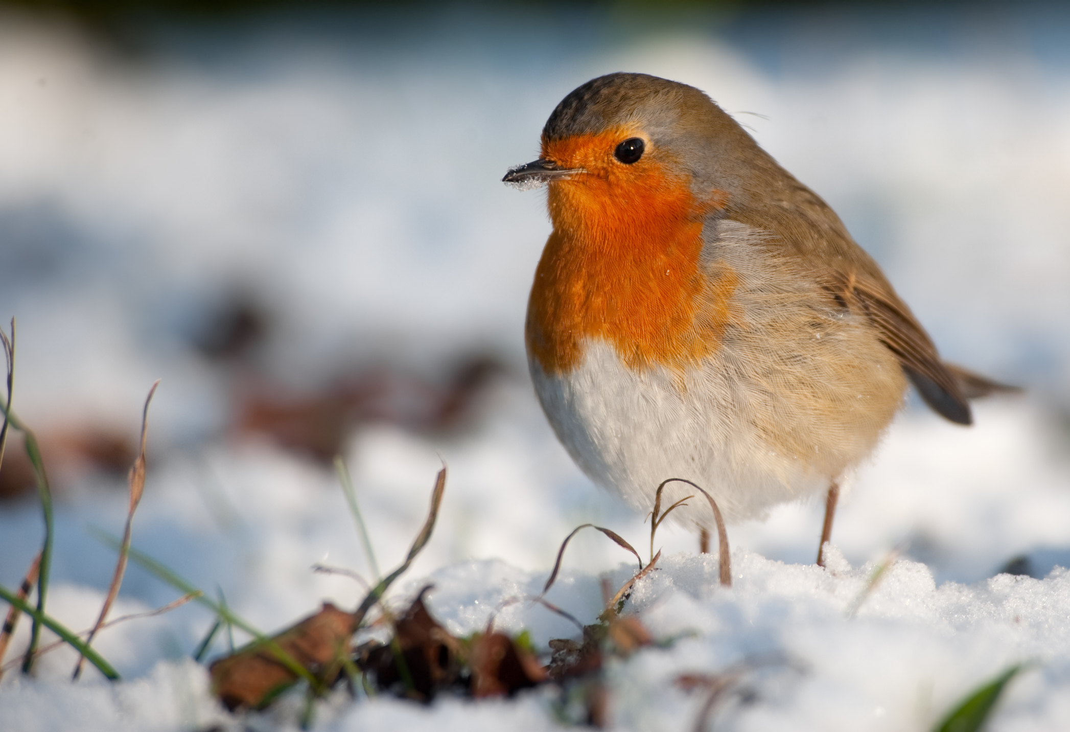 A beautiful robin stands in the snow in a winter garden