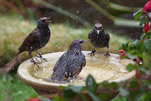 Homemade Bird Bath Ideas: How to Create a DIY Bird Bath