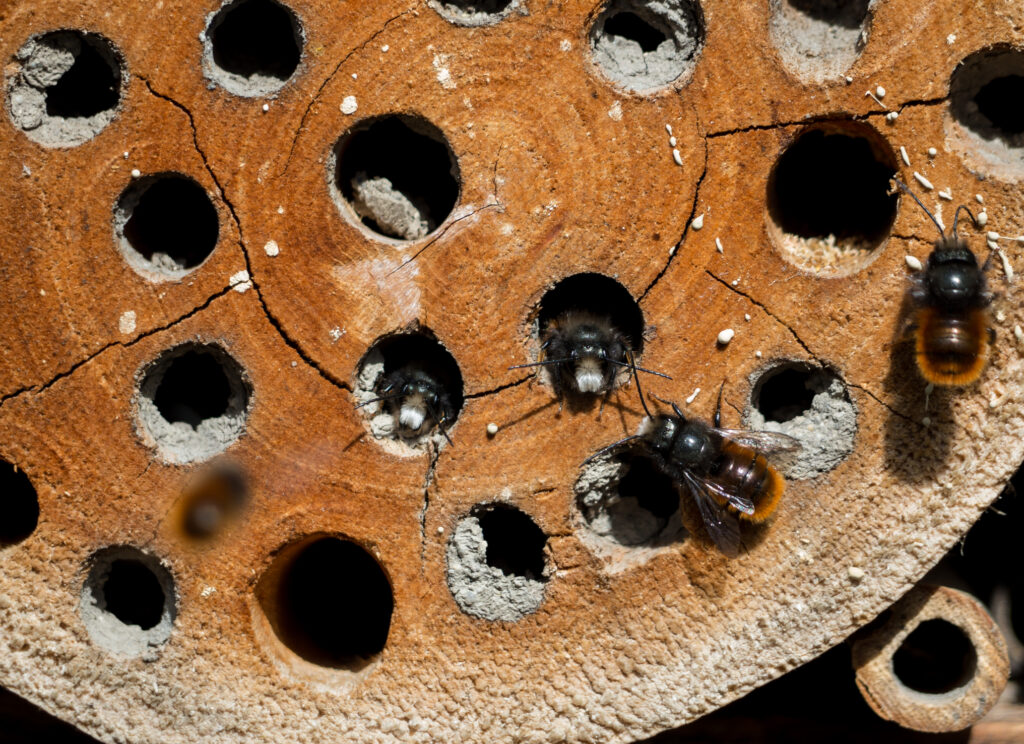 Mason bees on an insect hotel