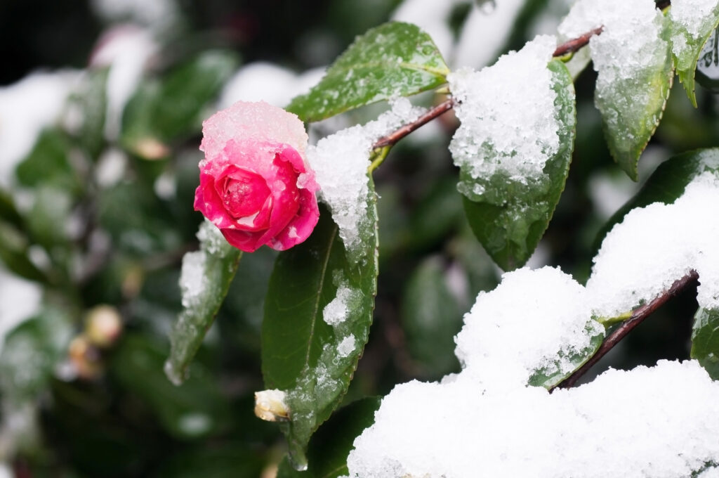 Beautiful pink camellia flower covered with white snow