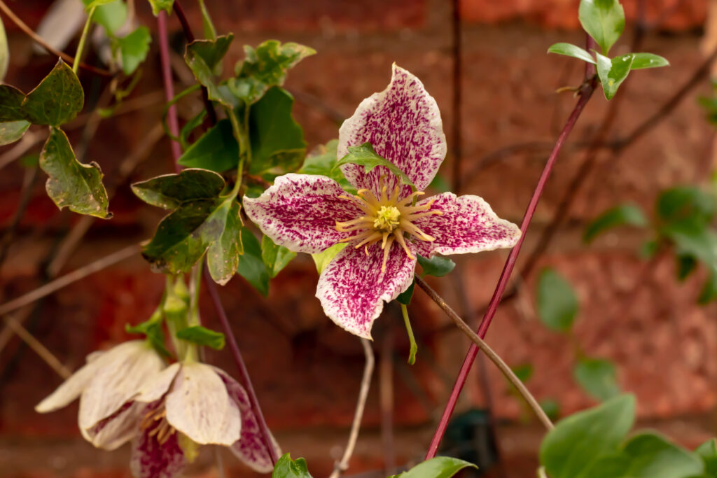 Clematis cirrhosa in flower in December